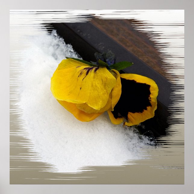 Affiche Panser sur la neige (Devant)