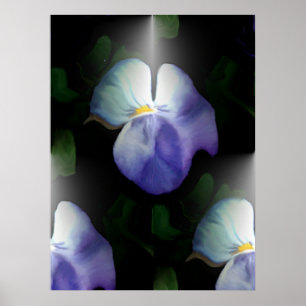 Affiche Pansies