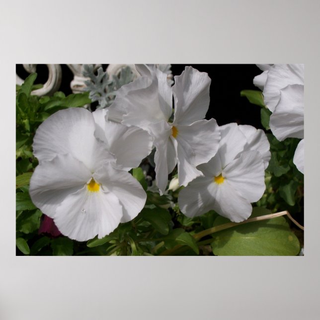 Affiche Pansies blanches (Devant)