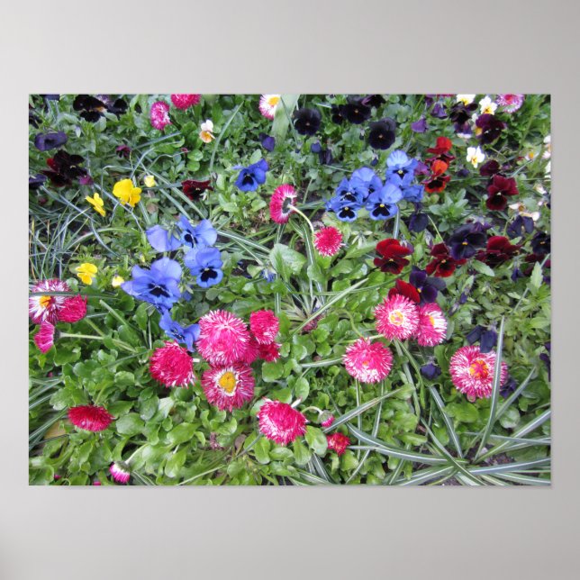 Affiche Pansies et marguerites (Devant)