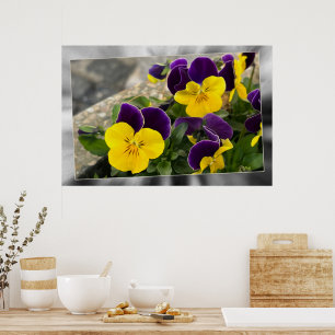 Affiche Pansies jaunes violets
