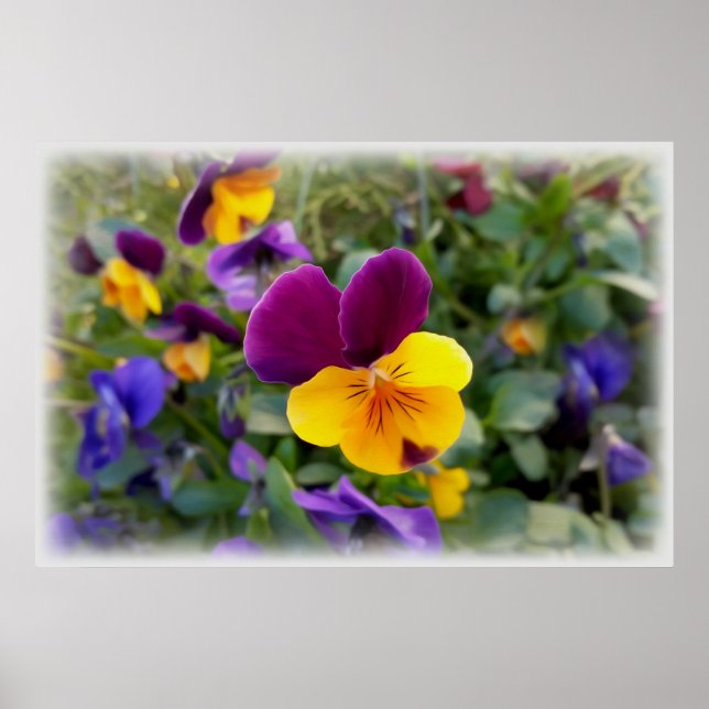 Affiche Pansies lumineuses (Devant)