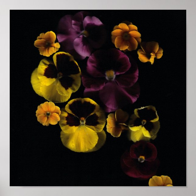 Affiche Pansies & Primroses (Devant)