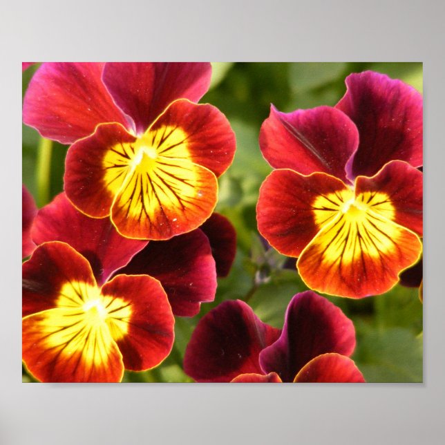 Affiche Pansies rouge et jaune (Devant)