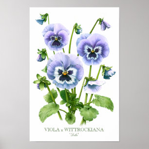 Affiche Pansies violettes Art botanique Imprimer