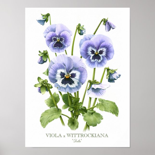 Affiche Pansies violettes Imprimer (Devant)