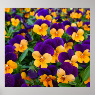 Affiche Pansy Bloom : Garden Beauty Gros plan.