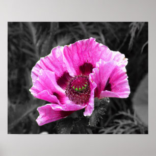 Affiche Pansy Flower Purple Color Pop Télécharger et