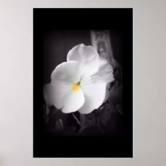 Affiche Pansy noir et blanc