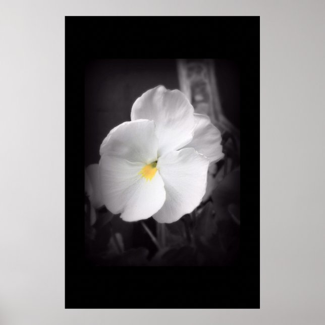 Affiche Pansy noir et blanc (Devant)