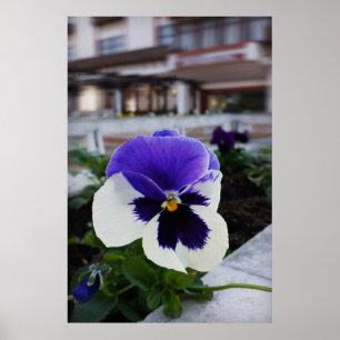 Affiche Pansy on the sidewalk