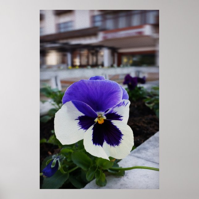 Affiche Pansy on the sidewalk (Devant)