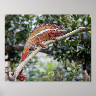 Affiche Panther chameleon