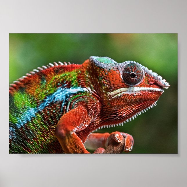 Affiche Panther chameleon (Devant)