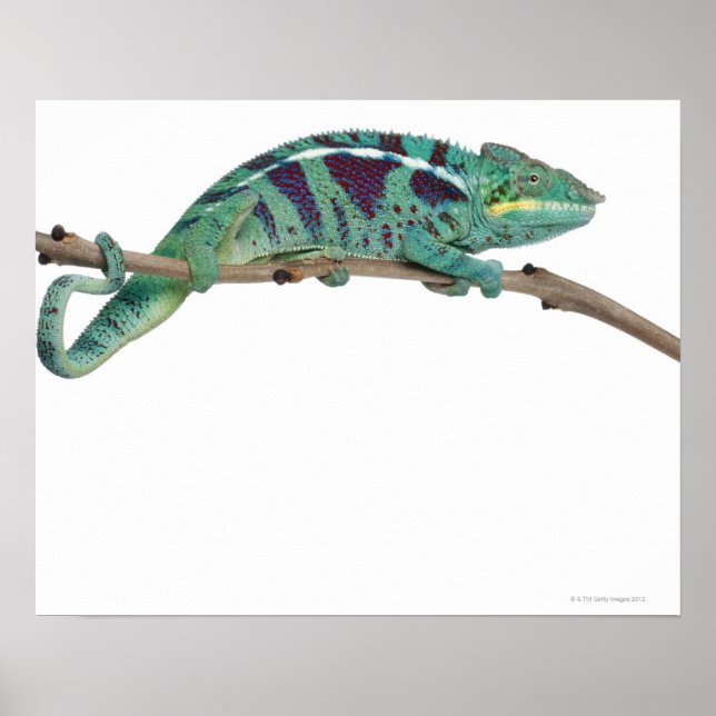 Affiche Panther Chameleon Nosy Be (Furcifer pardalis) (Devant)