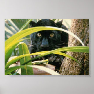 Affiche panthère