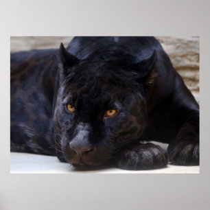 Affiche Panthère noire