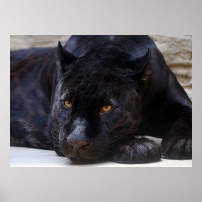 Affiche Panthère noire (Devant)