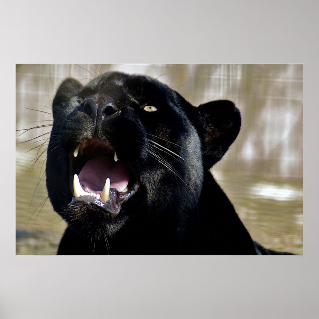 Affiche Panthère noire (Devant)