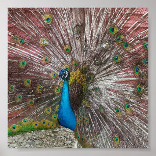 Affiche Paon