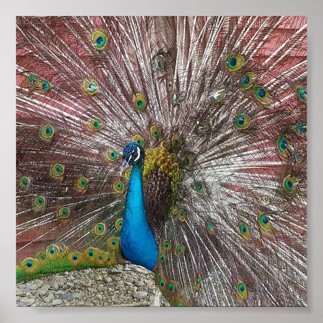 Affiche Paon (Devant)