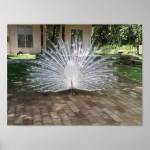 Affiche Paon blanc