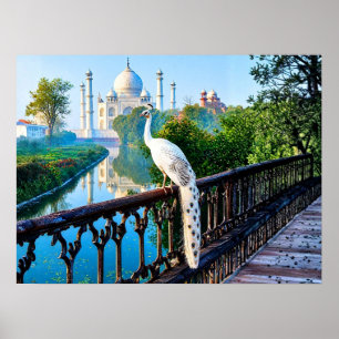 Affiche Paon blanc surplombant le Taj Mahal