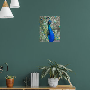 Affiche Paon Bleu Magnifique Photographique