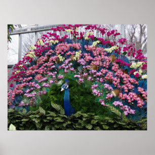 Affiche Paon Orchidée