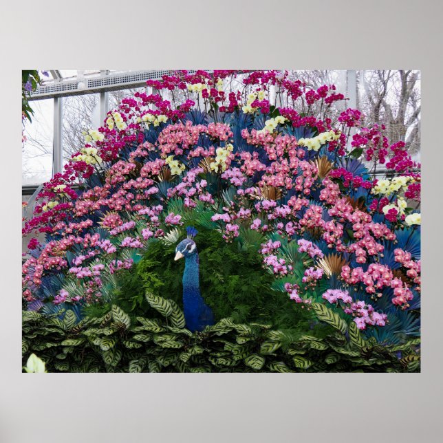 Affiche Paon Orchidée (Devant)