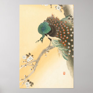 Affiche Paon sur arbre à fleurs de cerisier par Ohara Koso