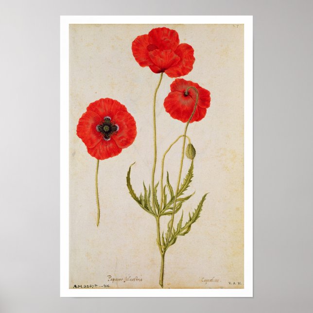 Affiche Papavar rhoeas, c.1568 (Devant)