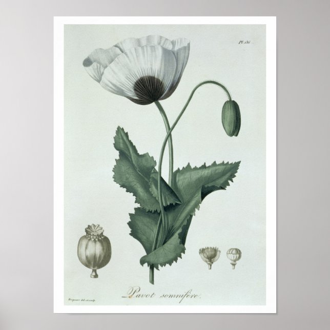 Affiche Papaver Somniferum de 'Phytographie Medicale' par (Devant)