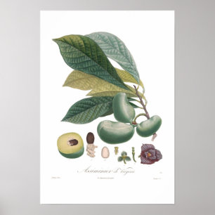 Affiche Papaye