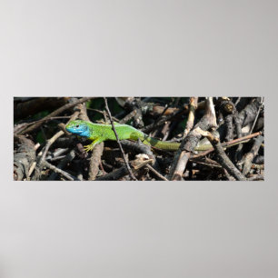 Affiche Pape de valeur de photo de lézard vert