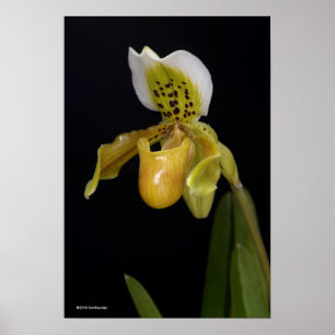 Affiche Paphiopedilum Exul