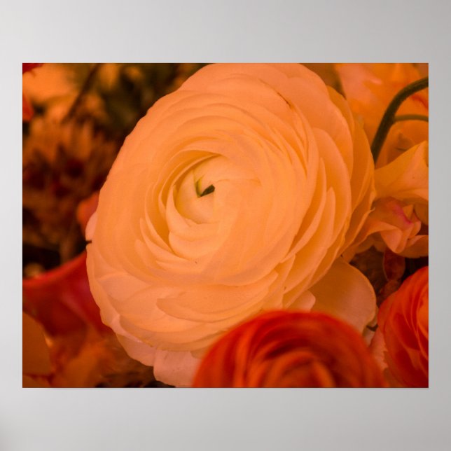 Affiche papier archivée 20 x 16 Beauty Surrounds (Devant)