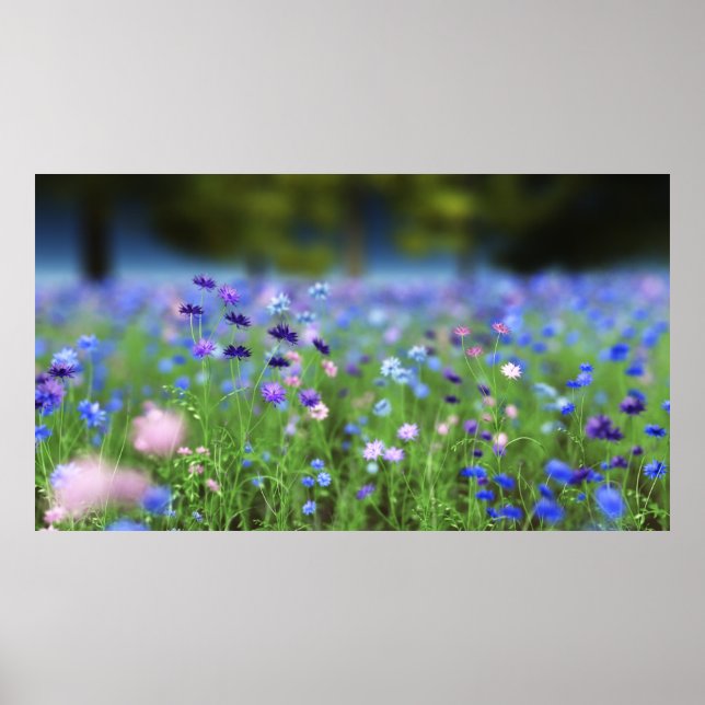 Affiche Papier bleu Cornflower (Devant)