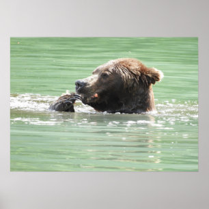 Affiche Papier d'affiche 28x20 (Matte) avec ours grizzli