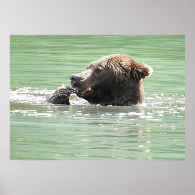 Affiche Papier d'affiche 28x20 (Matte) avec ours grizzli (Devant)