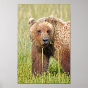 Affiche Papier d'affiche 8x12 (Matte) de grizzli