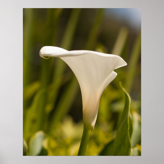 Affiche Papier d'affiche à fleurs blanches (mat) (Devant)
