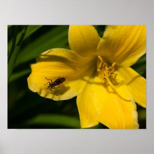 Affiche Papier d'affiche à fleurs jaunes (mat)
