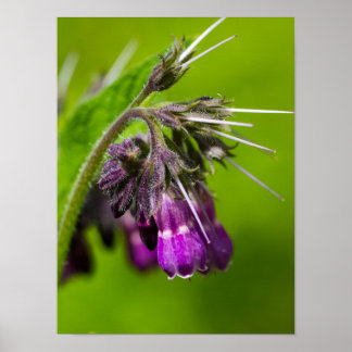 Affiche Papier d'affiche à fleurs violettes (mat)