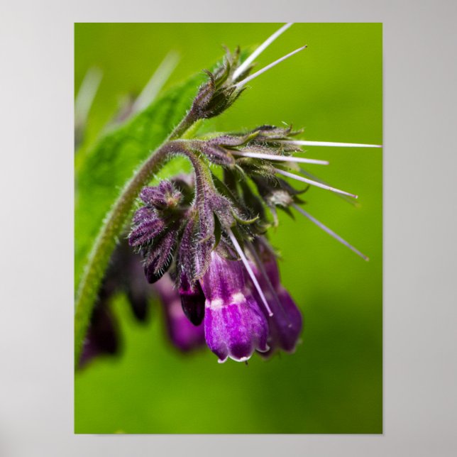 Affiche Papier d'affiche à fleurs violettes (mat) (Devant)