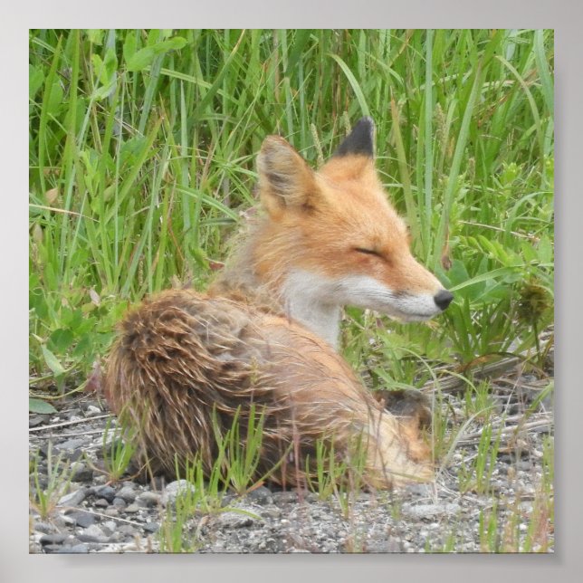 Affiche Papier d'affiche de valeur 6x6 (Matte) avec renard (Devant)