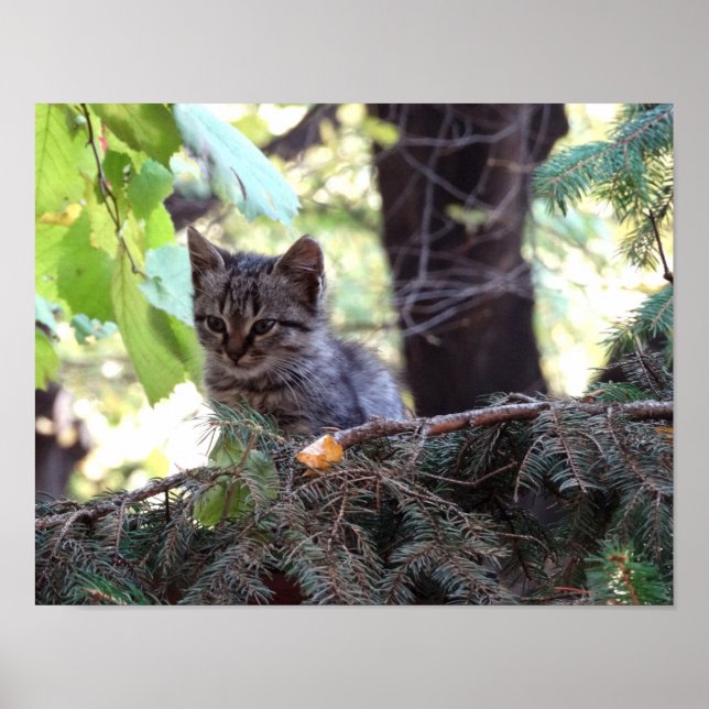 Affiche Papier d'affiche de valeur photo Cute Kitten (Matt (Devant)