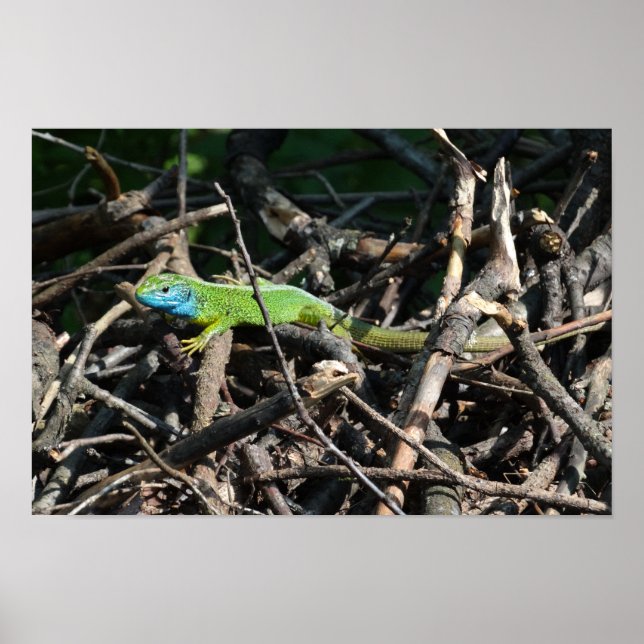 Affiche Papier d'affiche Green Lizard Photo Value (Devant)