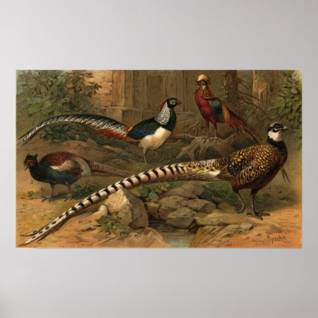 Affiche Papier de faisan (Devant)