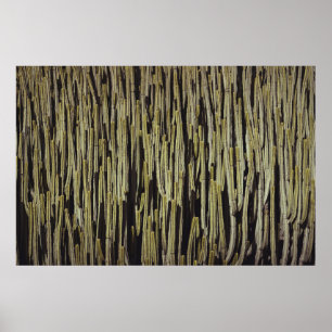 Affiche Papier peint cactus vert